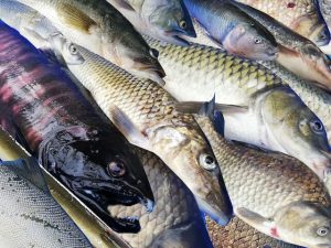 【Lサイズ】琵琶湖の旬を届ける淡水魚セット